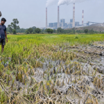 Fly Ash Contamination Raises Concern Among Jharsuguda Farmers