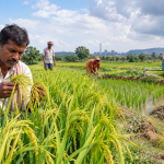 Climate-Resilient Farming Gains Importance in Jharsuguda