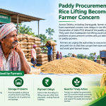 Paddy Procurement and Rice Lifting Become a Major Farmer Concern